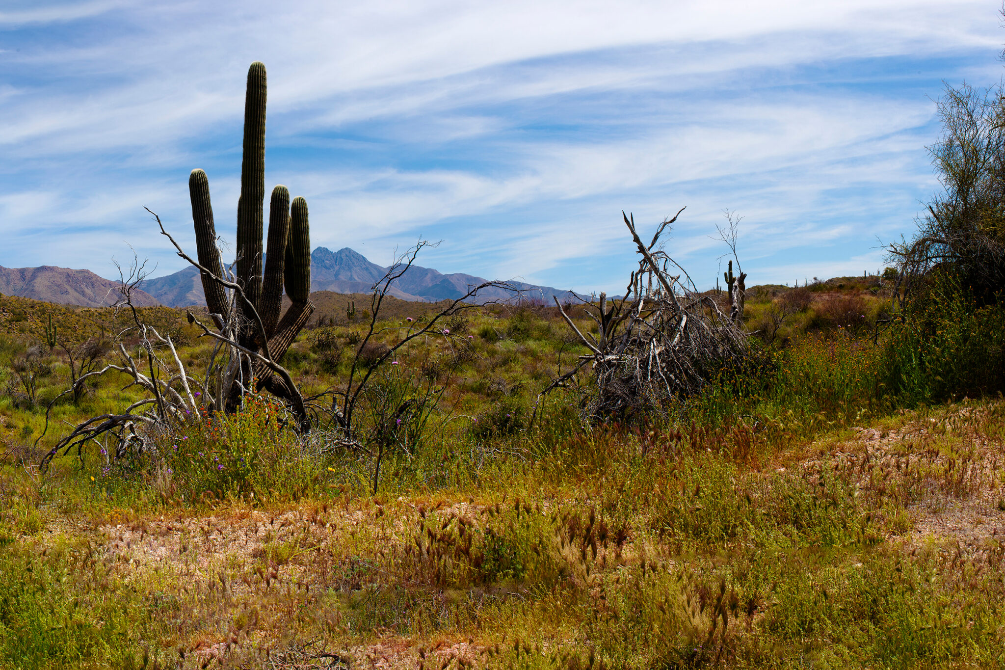 Arizona Landscape_No 2 by Rich Velasco