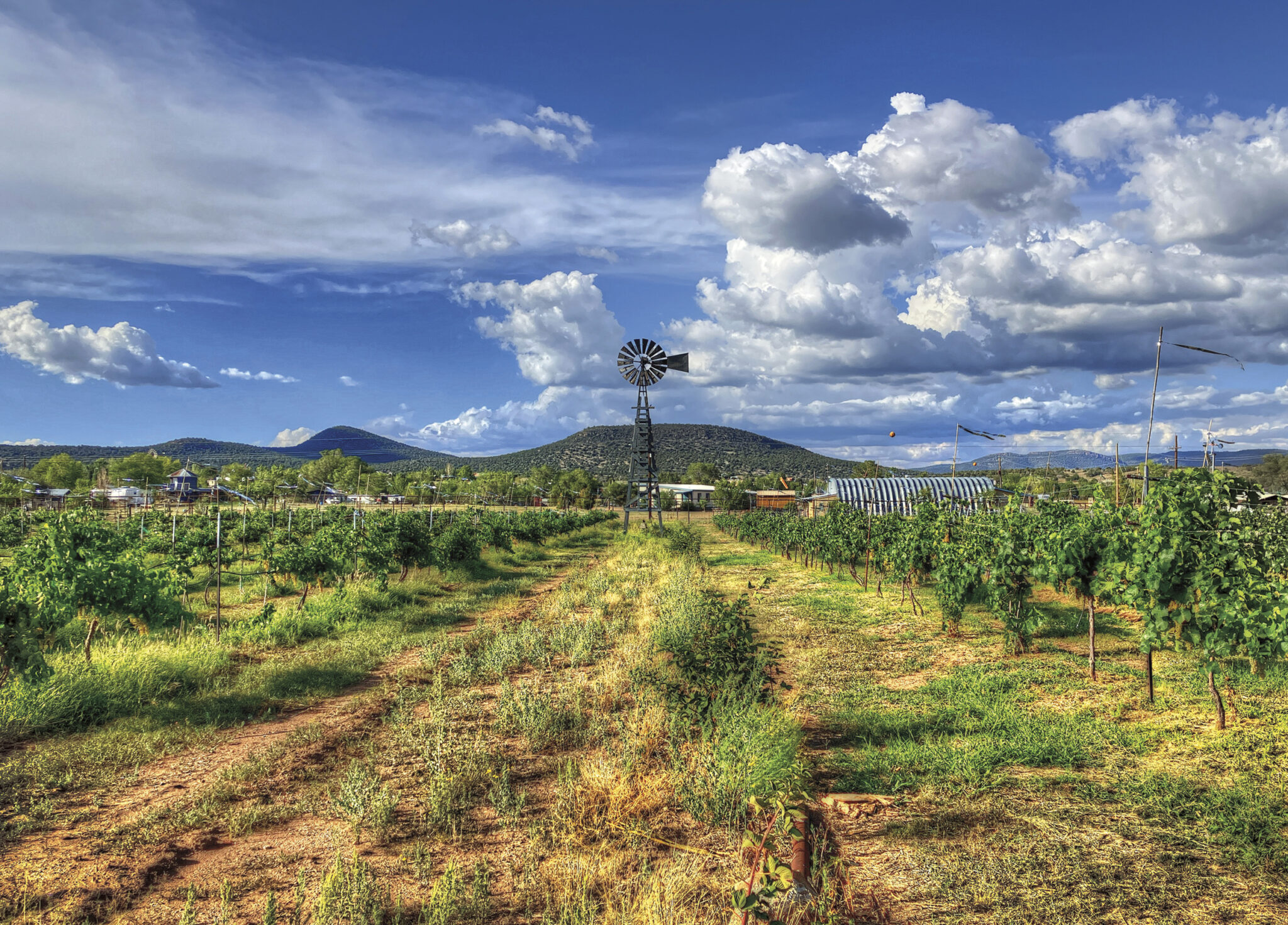 Bruzzi Vineyards, Young, Arizona