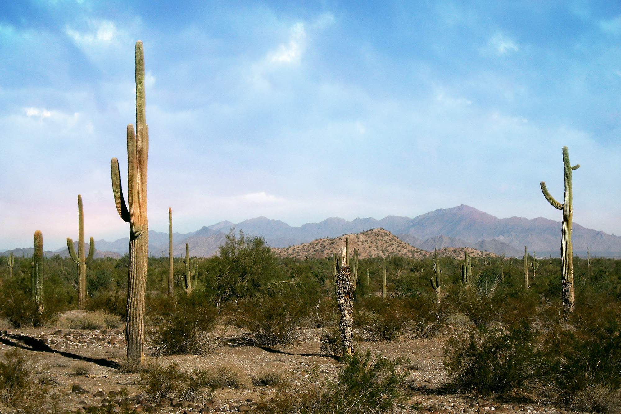 Desert Guardians by Rich J. Velasco