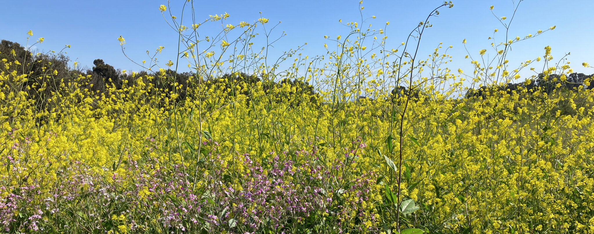 Field of Joy by Rich Velasco