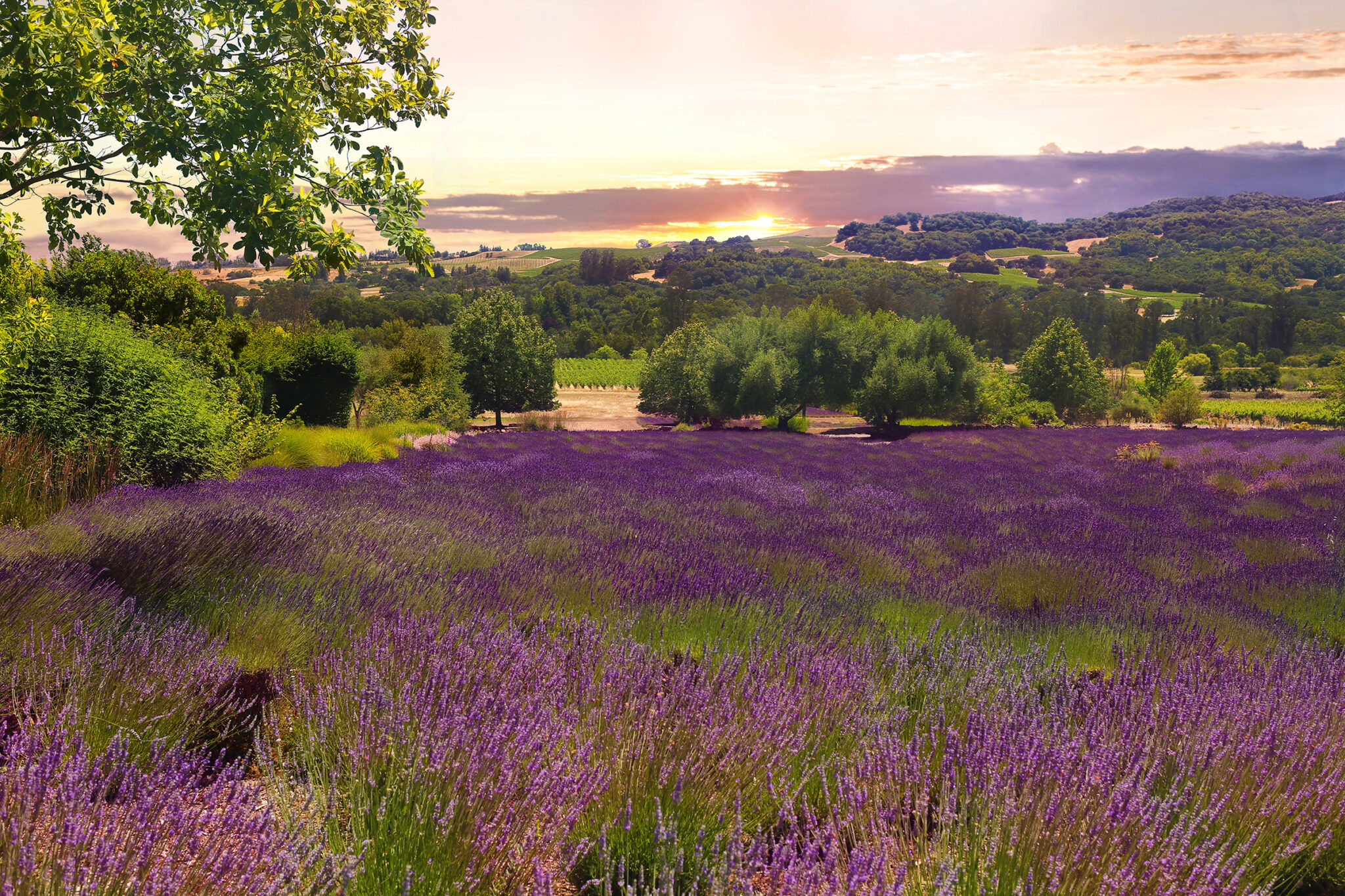 Vine Lavender by Rich Velasco