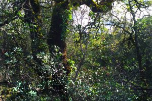 FOREST+PLANTS+FLOWERS